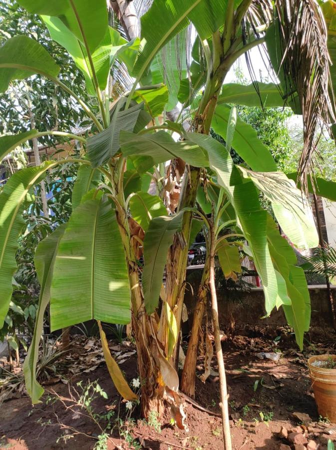 Sachin Home Stay, Chiplun Exterior photo